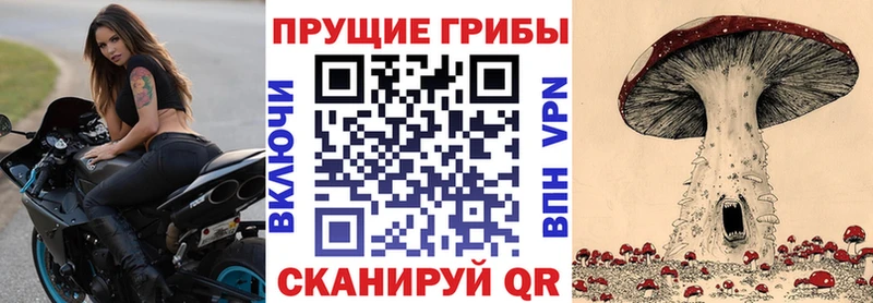где купить   Новоузенск  Псилоцибиновые грибы Psilocybine cubensis 